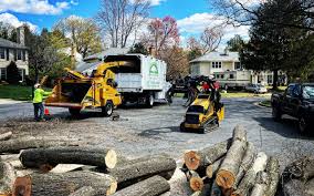 Reliable Joshua Tree, CA Tree Removal and Landscaping Services Solutions